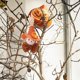thumbnail image 1 of Puntoco Nueva Decoración Del Festival De La Cosecha Espantapájaros Calabaza Niña Colgante Campana Muñeca Colgante A, Decoración Del Hogar, 1 of 2