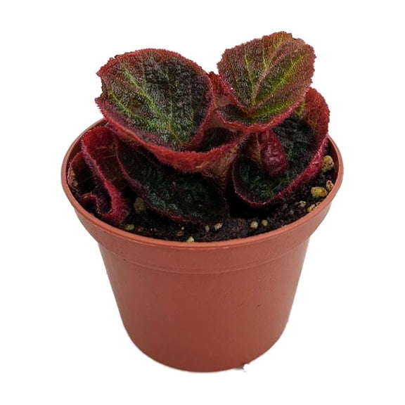 Brazilian Species Begonia Plant - 2.5" Pot- Terrarium/Fairy Garden/HousePlant