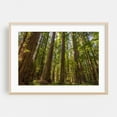 thumbnail image 2 of Majesty of the Redwoods - Weott California Photography Unframed Wall Art Print 20 x 30 inches, 2 of 7
