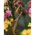 thumbnail image 2 of Terrill, Steve 20x24 Gold Ornate Wood Framed with Double Matting Museum Art Print Titled - OR, Portland Praying mantis on statice plant, 2 of 4