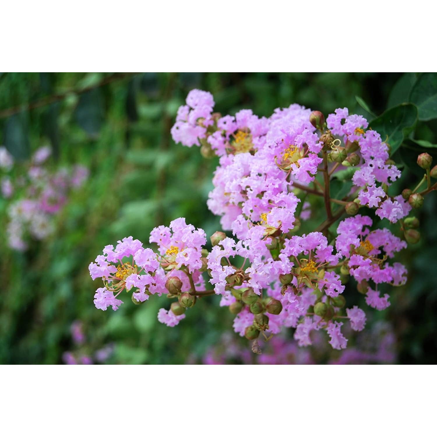of 6 Muskogee Crepe Myrtle Trees Purple Lavender s Quart Containers FIBROUS Root System