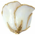 thumbnail image 2 of 24k Gold Dipped Sparkle White Lacquer Real Rose Valentine's Day Holiday Gift, 2 of 3