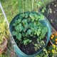 thumbnail image 4 of Bolsa Para Plantar Verduras, Bolsa De Basura Tejida PE Impermeable, Para Bolsa De Hojas De Jardín Práctica ANGGREK HG2713, 4 of 8