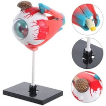 FELTECHELECTR Human Body Model Anatomy Puzzle Plastic Assorted Color Designed For Students 1 Set