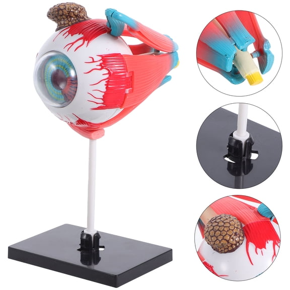 FELTECHELECTR Human Body Model Anatomy Puzzle Plastic Assorted Color Designed For Students 1 Set