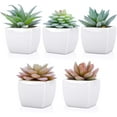 thumbnail image 3 of 5pcs Artificial Succulent Plants in White Ceramic Pots, Fake Small Fake Plants, Faux Mini Succulents Plants Indoor for Desk Living Room Bedroom Windowsills Office Home Decoration, 3 of 5