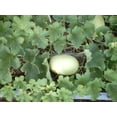thumbnail image 4 of 150 HONEYDEW GREEN FLESH Cucumis Melo Inodorus Melon Fruit Seeds, 4 of 5
