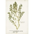 thumbnail image 3 of Unknown 11x14 Black Modern Framed Museum Art Print Titled - Nature Printed Ferns X, 3 of 5