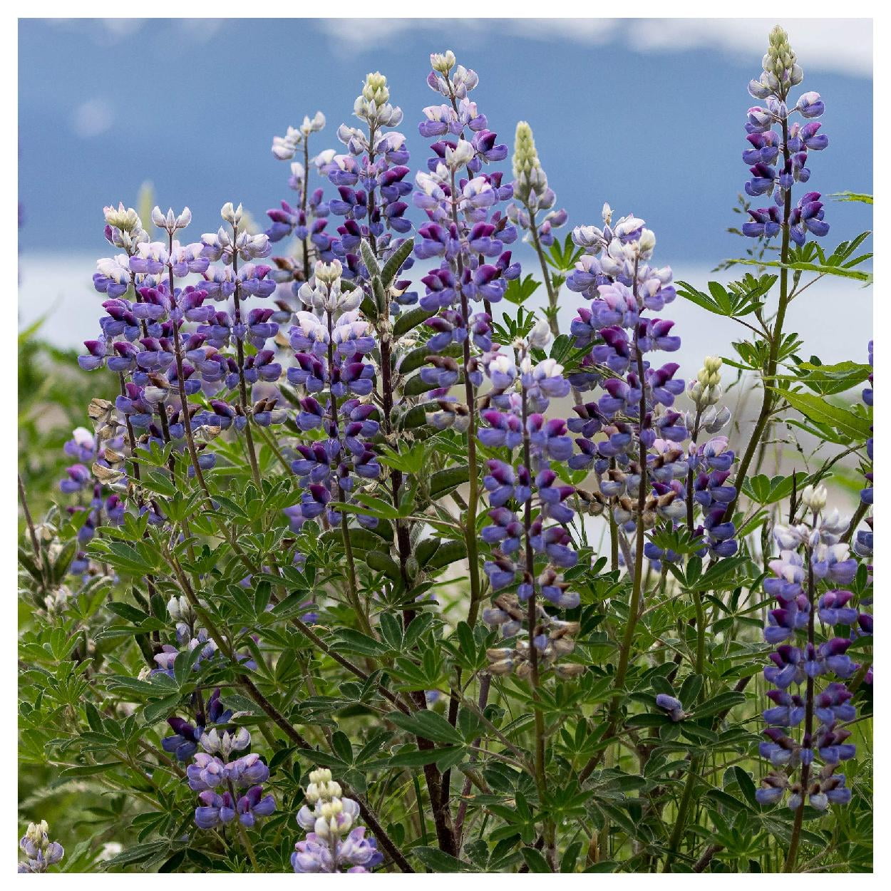 Everwilde Farms - 1 oz Wild Lupine Native Wildflower Seeds - Gold Vault Bulk Seed Packet
