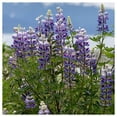 thumbnail image 4 of Everwilde Farms - 1 lb Wild Lupine Native Wildflower Seeds - Gold Vault Bulk Seed Packet, 4 of 4