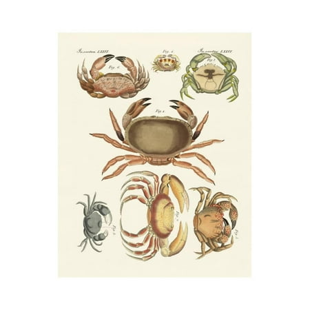 Different Kinds of Crabs Print Wall Art