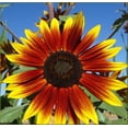 thumbnail image 2 of TomorrowSeeds - Autumn Beauty Sunflower Seeds - 600+ Count - For 2026 Planting Pollinator-Friendly, 2 of 5