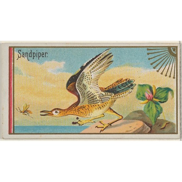 Sandpiper, from the Game Birds series (N13) for Allen & Ginter Cigarettes Brands Poster Print (18 x 24)