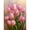 Pink Tulip, variant on BYGFHLYW Bookshelf Art Craft Diamond Art Painting Kits,Full Round Dril Gem art Kits,Home Wall Decor 13.8*13.9In