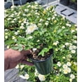 thumbnail image 4 of Popcorn Drift® Yellow Groundcover Rose - Live Plant ( 1 QT ), 4 of 7