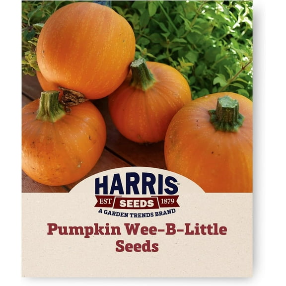 Harris Seeds - Treated Pumpkin Wee-B-Little Small Orange Fruit Dark Stems - 250 Seeds