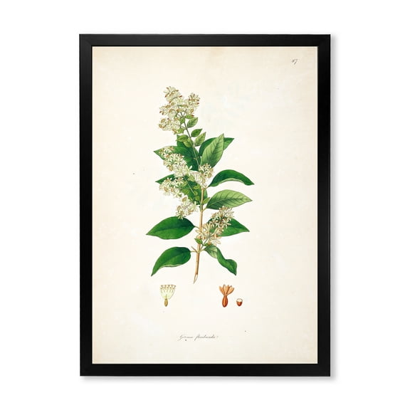 Designart 'Ancient Botanicals XVII' Farmhouse Framed Art Print