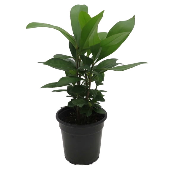 Coral Berry Plant - Ardisia humilis - Houseplant - 4" Pot