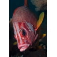 thumbnail image 2 of Shimlock, Jones 23x32 White Modern Wood Framed Museum Art Print Titled - Indonesia, Raja Ampat Close-up of squirrelfish, 2 of 4