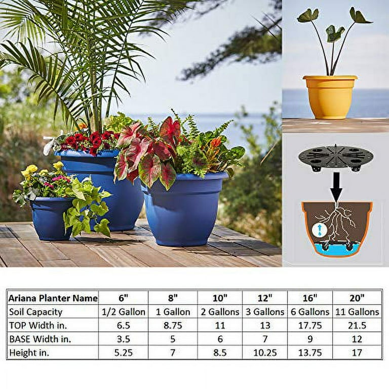 fiddle leaf fig fertiliser Organic Fiddle Leaf Fig Plant Food  Cute Farms