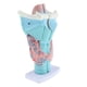 thumbnail image 5 of Modelo Laríngeo 3 Veces Más Grande, Anatomía Del Tracto Respiratorio , Fisiología shamjiam Herramienta de enseñanza, 5 of 8