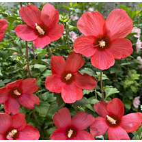 2 Red Althea Rose of Sharon Plants Live Trees Seedlings, Bareroots 12-18 Inch Tall, Winter Hardy, Flowering Shrubs for Outdoor Planting