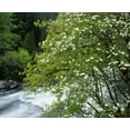 thumbnail image 2 of Flaherty, Dennis 18x15 Gold Ornate Wood Framed with Double Matting Museum Art Print Titled - CA, Yosemite Flowering dogwood along the River, 2 of 4