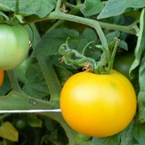 Yellow Perfection Tomato Seeds - 300 Mg Packet ~65 Seeds - Non-GMO, Heirloom - Vegetable Garden - Solanum lycopersicum