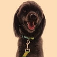 thumbnail image 5 of Collar de perro Timos para perros pequeños a medianos, correas de collar de perro suaves ajustables Adepaton Correas y Collares para Perros, 5 of 5