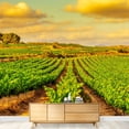 thumbnail image 3 of wall26 - View of a Vineyard with Ripe Grapes in a Mediterranean Country at Sunset - Removable Wall Mural | Self-Adhesive Large Wallpaper - 66x96 inches, 3 of 6
