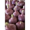 thumbnail image 2 of Garlic Bulbs Poster Print, 2 of 2