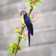 thumbnail image 2 of Adorno de modelo de pájaro de imitación de loro artificial de plumas de espuma (azul oscuro) Tmvgtek Para estrenar, 2 of 9