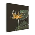 thumbnail image 2 of Trademark Fine Art 'Lily on Black I' Canvas Art by Chris Paschke, 2 of 3