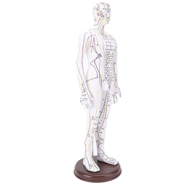 Acupuncture Model, 20.47in PVC Human Body Professional Acupuncture Doll with Base for Student Teaching Demonstration, High Definition Engraving