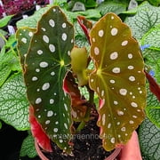 Begonia Maculata, Polka Dot Begonia - Pot Size: 3.5 - Shade Plants