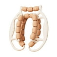 thumbnail image 1 of koolsoo Rouleau de Massage Équipement de Musculation Pince pour Jambes Coudières Mollets Marron, 1 of 9