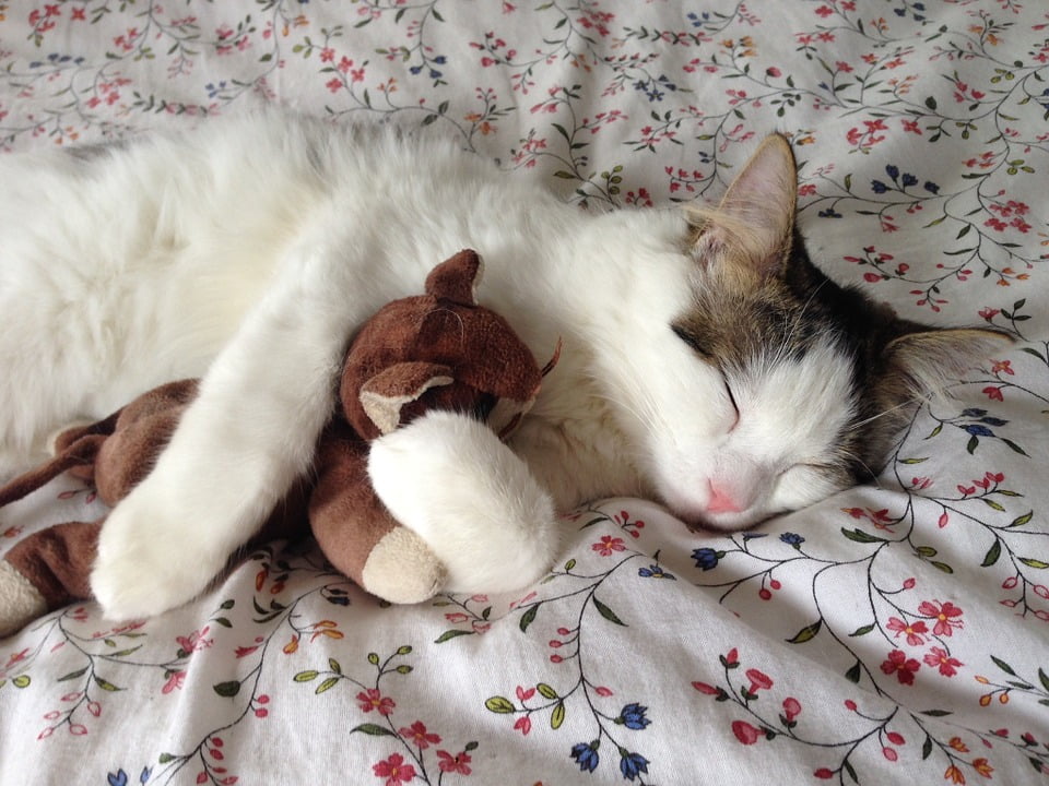 cat sleeping with stuffed animal