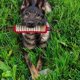 thumbnail image 3 of Juguete para tirar de mordeduras de perro; Palo de mordida resistente para perros medianos y grandes; Entrenamiento de cachorros y juguete interactivo para tirar, 3 of 6