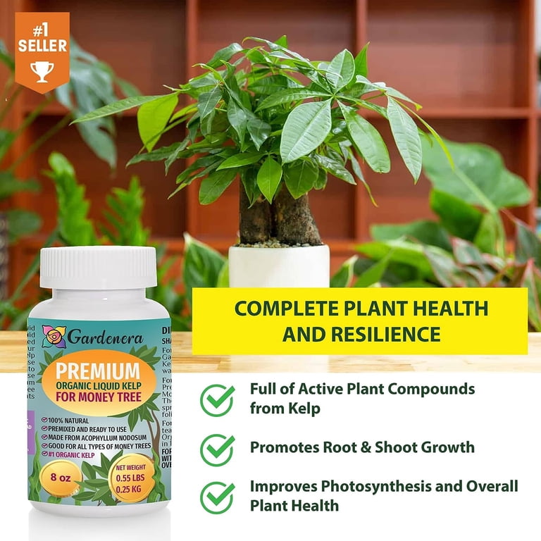 GARDENERA Money Tree Superfood - 32 oz - Premium Liquid Kelp Fertilizer for  Stunning Money Tree Displays - Walmart.com