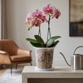 thumbnail image 4 of Clear Plastic Orchid Pots With Holes Saucers Transparent Breathable Flower Pots For Phalaenopsis Indoor, 4 of 6
