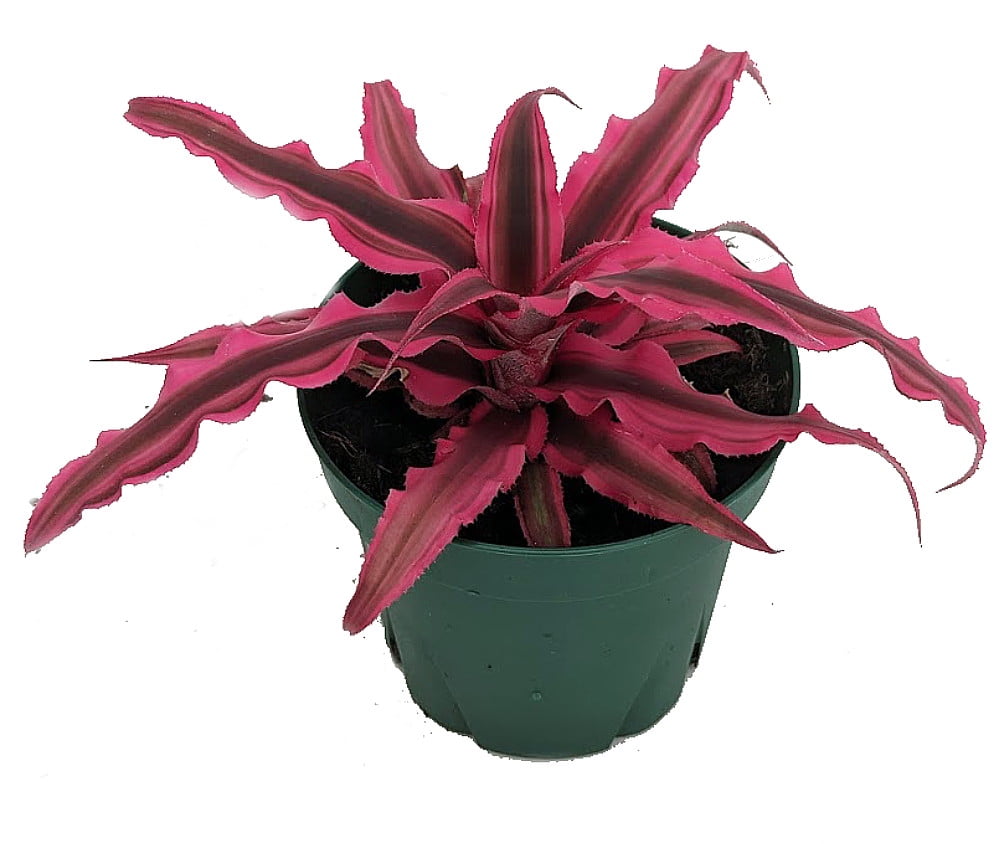 Magenta Earth Star Plant Cryptanthus Easy to Grow