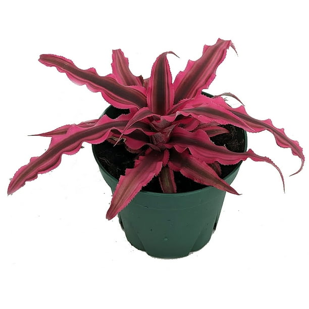 Magenta Earth Star Plant Cryptanthus Easy to Grow House Plant 4