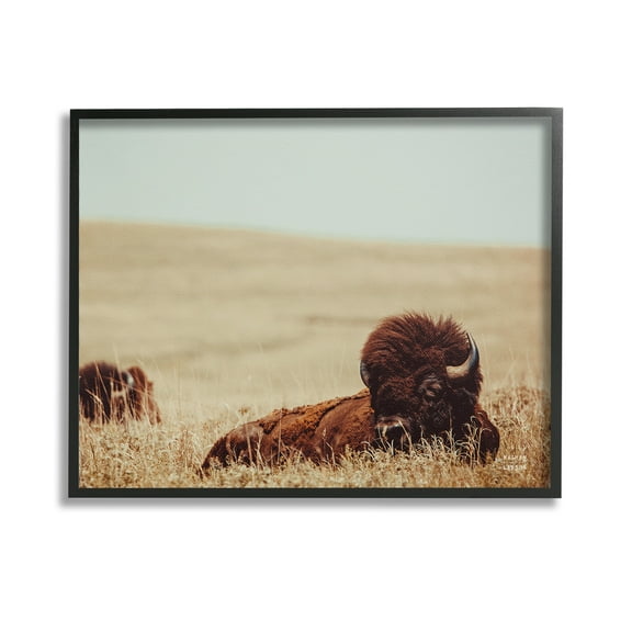 Stupell Industries Bison Relaxing in Field Animals & Insects Photography Black Framed Art Print Wall Art, 14 x 11