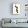 thumbnail image 3 of John James Audubon 'Yellow throated Warbler' Canvas Art, 3 of 3