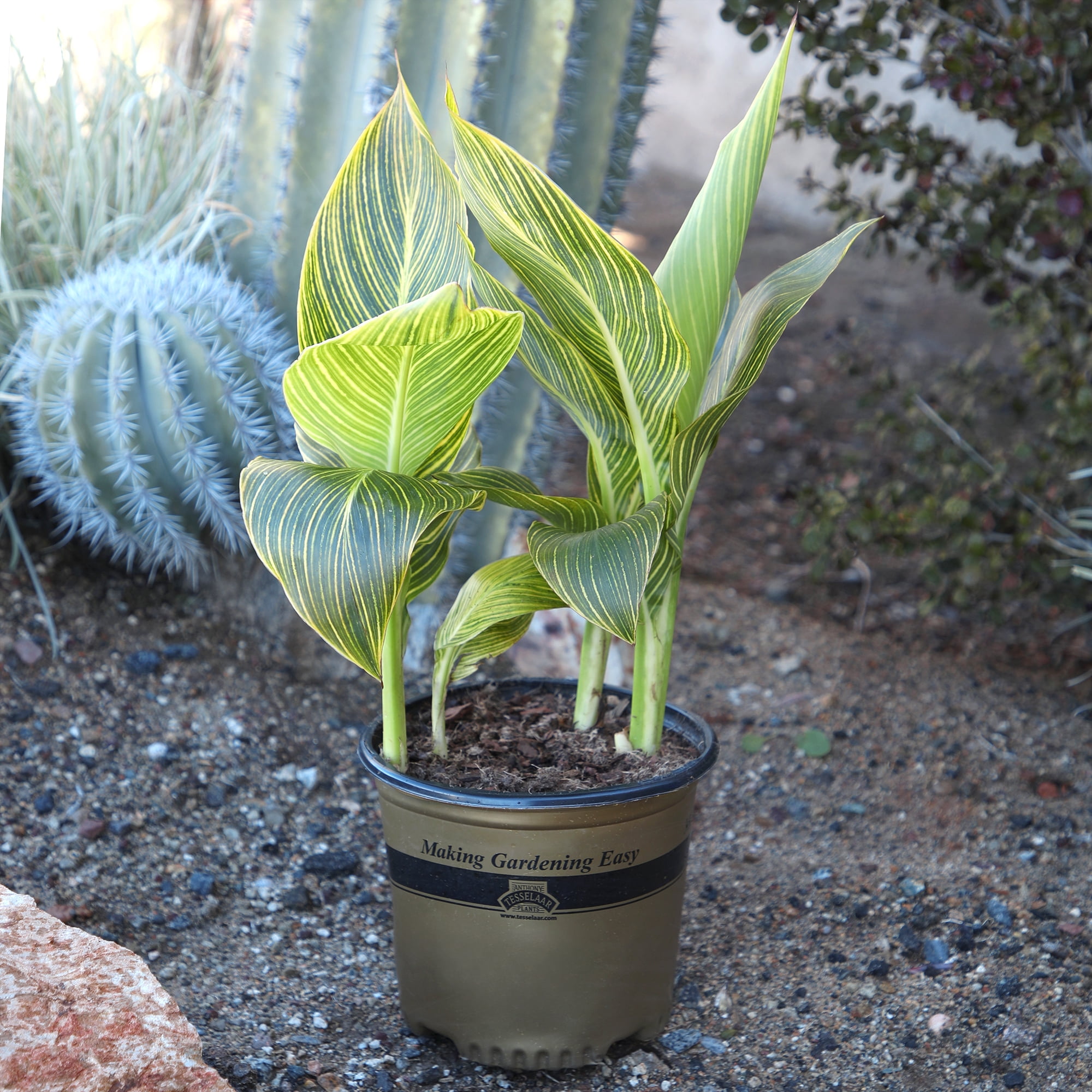 Altman Plants Gold Tropicanna Canna Lily | Garden Perennial, Outdoor Plant | 4qt. Grow Pot; Full Sun