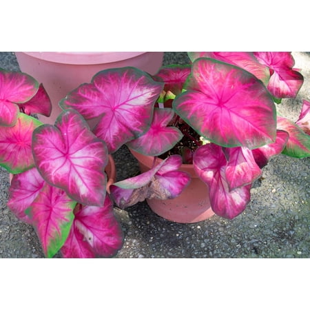 6 Rosebud Caladium Bulbs for Planting - Perennial
