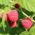 thumbnail image 5 of Pack 2 Red Raspberry Plants Live, 5-9” Tall, Sweet Raspberry Bush, Raspberry Fruit Seedlings, 5 of 6