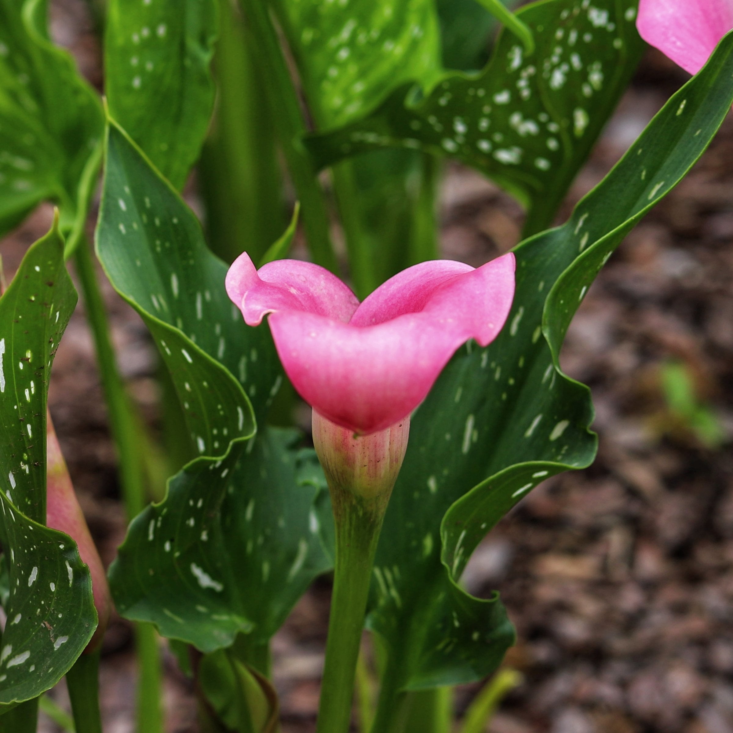 National Plant Network Calla Lily Zazu Bulbs (3-Pack)
