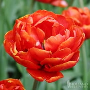 Dutch King Tulip