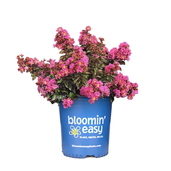 1 Gallon Princess Kylie™